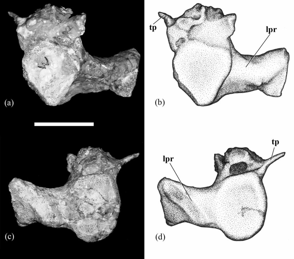 FIGURE 13. Photographs and drawings of the third sacral vertebra in cranial (a b) and caudal (c d) views. Abbreviations: lpr, lateral process; tp, transverse process. Scale bar = 2 cm.
