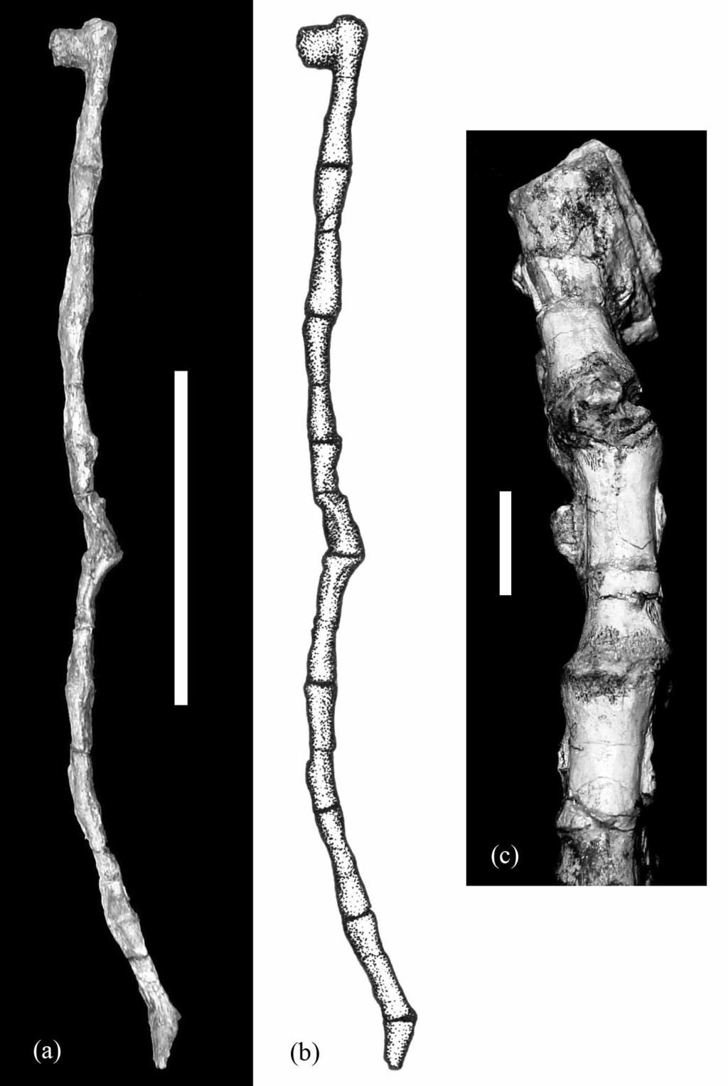 FIGURE 19. Photographs and drawings of distal caudal vertebrae in ventral view, sequence 5 (a b) and detail of the caudal vertebrae of sequence 3 (c). Scale bar for (a b) = 6 cm; (c) = 2 cm.