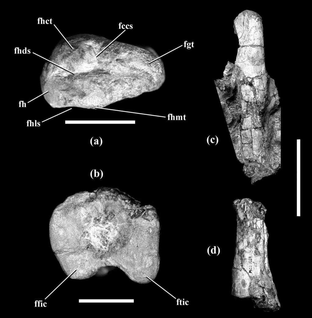 Hindlimbs Of the hindlimbs, the femora, tibiae, and fibulae are preserved (Figs 25 30). They are in a good state of preservation but some deformation caused by post-depositional processes is evident.