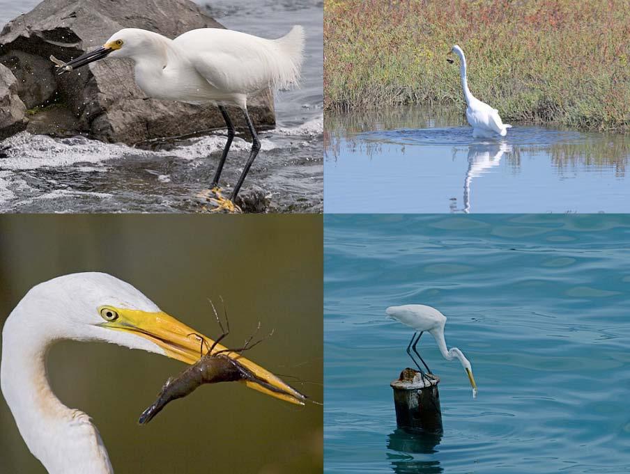 Have you ever watched an egret hunt for its dinner?