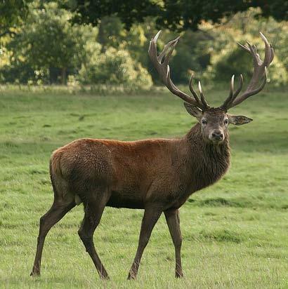 Can you connect this stag with success in banle?