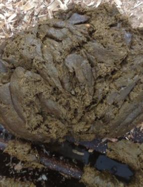 Manure Illness can affect digestion and feed intake, causing changes in manure consistency.