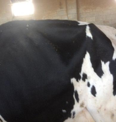 A score of 3 is the ideal score for lactating cows with a proper ration. A score of 4 is common in heifers and dry cows, but implies an improper ration for lactating cows.