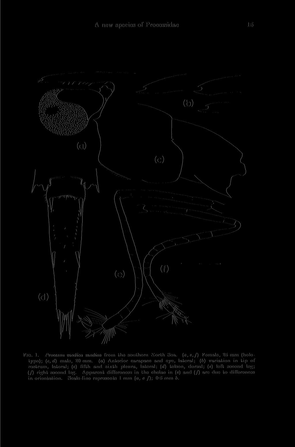 A new species of Processidae 15 FIG. 1. Processa modica modica from the southern North Sea. (a, e,f) Female, 25 mm (holotype); (c, d) male, 20 mm.