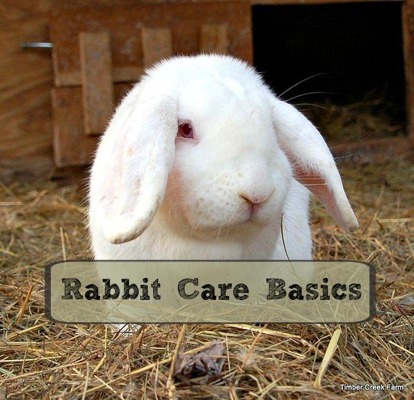 Rabbit Care Basics Getting Started Rabbi ts can be a wonderful addition to your homestead.