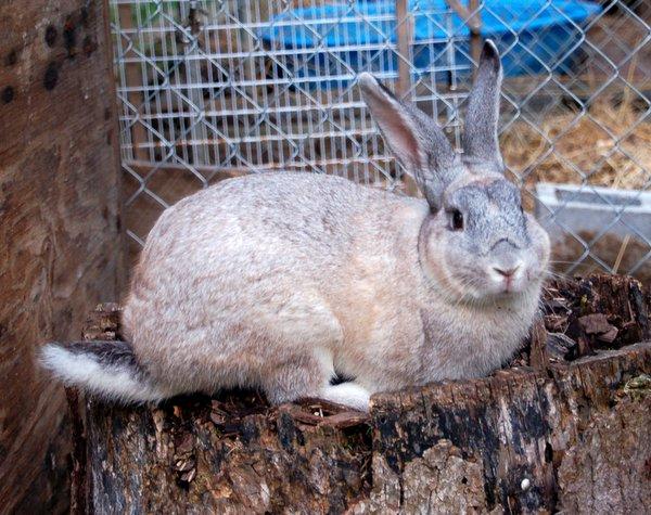 Parasites In the parasite area, coccidiosis and enteritis are the main threats to your rabbit s health.
