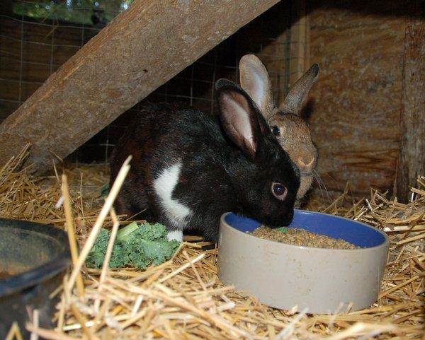 Neosporin Triple antibiotic ointment Herbal Health Care for Rabbits Herbs are a wonderful way to supplement your rabbits feed.