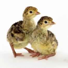 colonize small intestine Young birds most susceptible 1-9