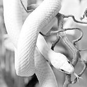 environment Grass Dry and dusty The different types of rat snake have evolved from similar ancestors.