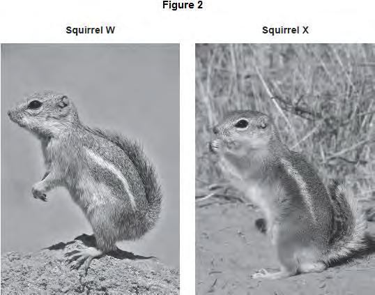 (c) Figure 2 shows two species of ground squirrel, W and X. Squirrel W lives on the high ground to the south of the Grand Canyon. Squirrel X lives on the high ground to the north of the Grand Canyon.