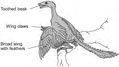 (i) Look at the drawing. Write down three adaptations that might have helped Archaeopteryx to catch prey. How would each adaptation have helped Archaeopteryx to catch prey?