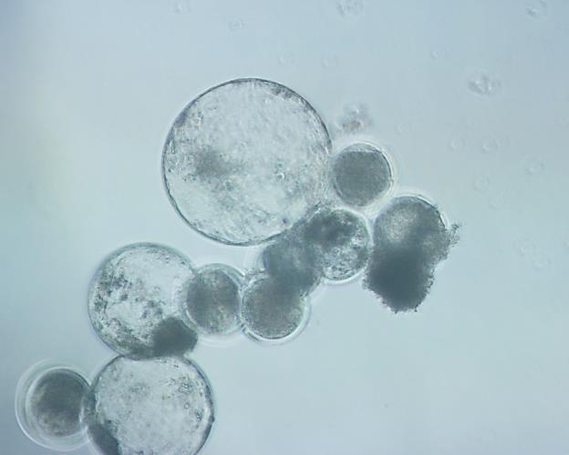 The overall 2-cell, 4-cell, 8-16-cell, morula, blastocyst and hatched blastocyst production from in vitro fertilization of matured oocytes were 21.40%, 25.81%, 30.71%, 15.84%, 5.55% and 0.