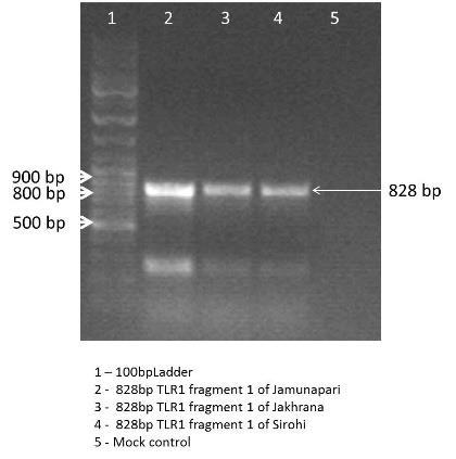 Polymerase chain reaction The TLR sub-genic fragments were amplified using PCR. The PCR products were purified using commercial gel elution kit and sequenced using Sanger s dideoxy method.