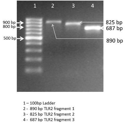 Showing different TLR fragments amplified using hi-fidelity PCR Sequence alignment and phylogenetic analysis The different contiguous fragments that were sequenced were aligned using Bioedit software