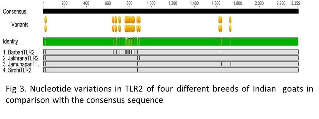 Table 2. Toll-like receptor genes 1 to 3 sequenced for different breeds of Indian Goats and its Genbank accession numbers S.No Gene Breed Accession No. obtained 1. Barbari KJ 210570.