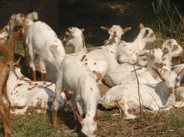 Executive Summary India with 154 million goats is one of the largest goats owning country in the world and playing a significant role in livelihood and nutritional security as well as providing