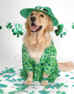 V o l u m e 9, I s s u e 3 P a g e 3 2011 GGRR Calendar of Events March 10th Monthly Meeting 12th St. Patrick s Day Parade 12:00 p.m. 19th Adoption Days April 3rd Golden Retriever Dog of the Week at the Dog Museum 1:30 4:00 p.
