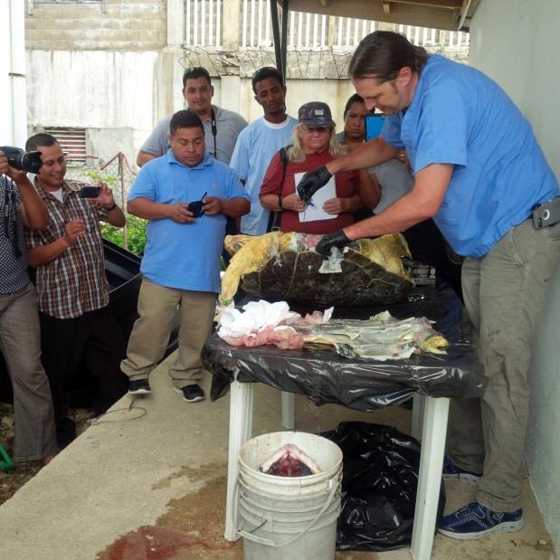 The workshop was organized by the Inter-American Convention for the Protection and Conservation of Sea Turtles (IAC) Secretariat Pro Tempore jointly with the Fisheries Department of the Ministry of