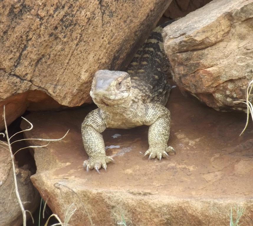 BIAWAK VOL. 6 NO. 1 8 Bulgarian Officials Seize Komodo Dragons Bulgarian customs officials have confiscated six Komodo dragons (Varanus komodoensis) which were being smuggled into the country.