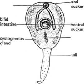 penetration glands vitelline gland muscular pharynx collar vitelline duct Mehlis's gland {"shell gland") seminal receptacle ovary