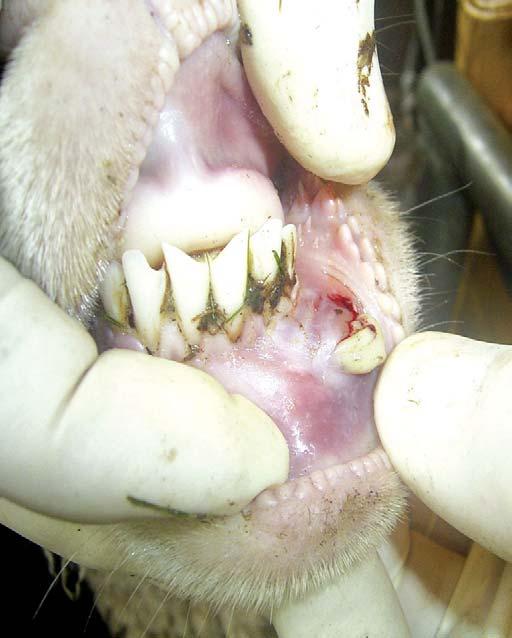 Four - A burst abscess on the lower lip of a full mouth