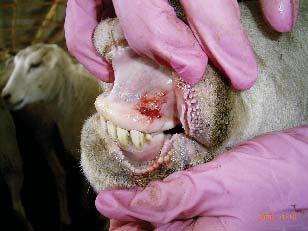 Thirteen - Abrasion on the upper gum of a three year old crossbred ewe taken at