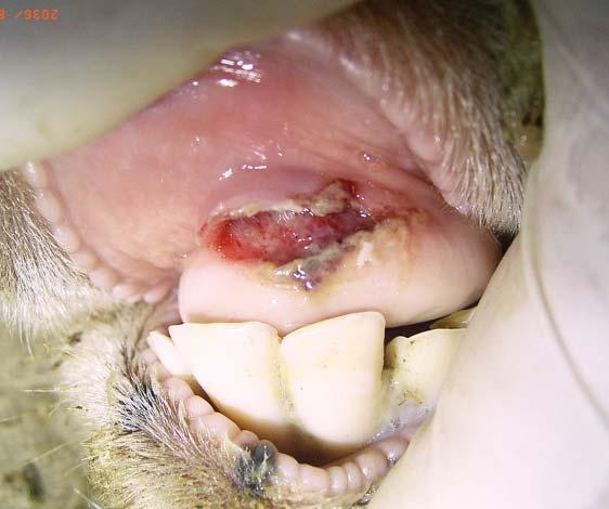 Fourteen - A large ulcer on the upper gum of a two year old merino wether
