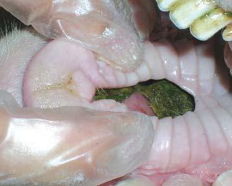 Fifteen - Cleft palate in a full mouth merino
