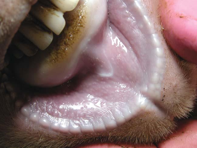 Eighteen - Healing lesion on the upper lip of a full mouth merino