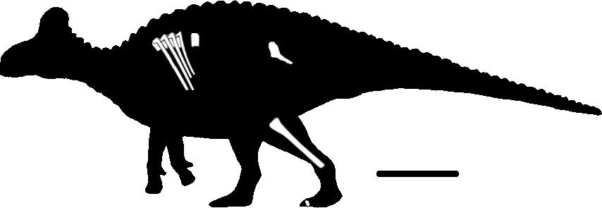Figure 2. Reconstructed skeleton of PRPRC Hadrosauridae indet., showing known material.