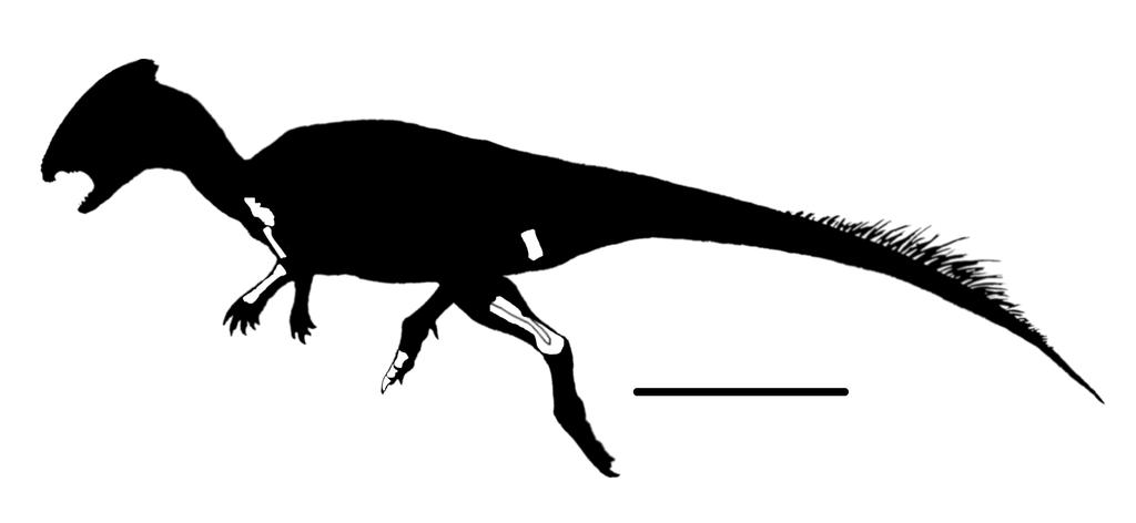 Figure 3. Reconstructed skeleton of RBCM.EH.2006.019 Pachycephalosaurini nov. tax., showing known material.