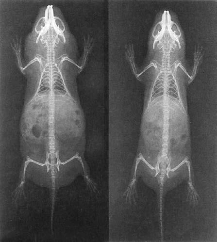 Figure 3. X-ray images of a disperser (left) and a non-disperser (right). Taken from O Riain et al. (1996). 4.1.2.