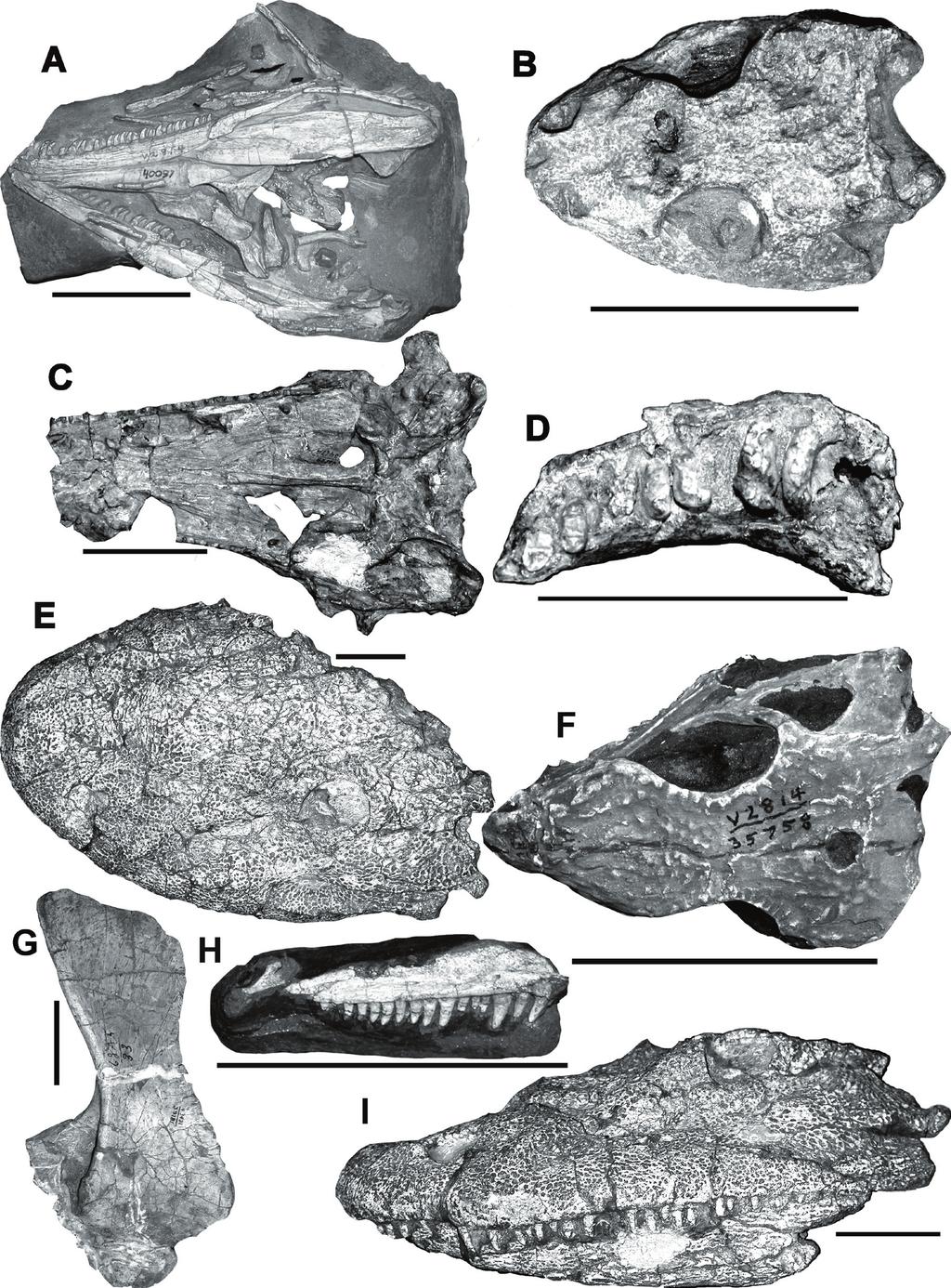 EARLY PERMIAN VERTEBRATE ASSEMBLAGE AT ARROYO DEL AGUA 293 FIGURE 4. Selected fossil vertebrates from the various Arroyo del Agua quarries. A. Skull of the pelycosaur Aerosaurus wellesi (UCMP 40087) in ventral view, collected from the Camp quarry.