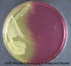 Identifications of some bacterial cultures on some media Bacteria Media Characteristics of