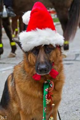 German Shepherd Dog Club Of Wisconsin SUNDAY December 7, 2014 Time: 12:30 pm The sign up sheet is on the notice board!