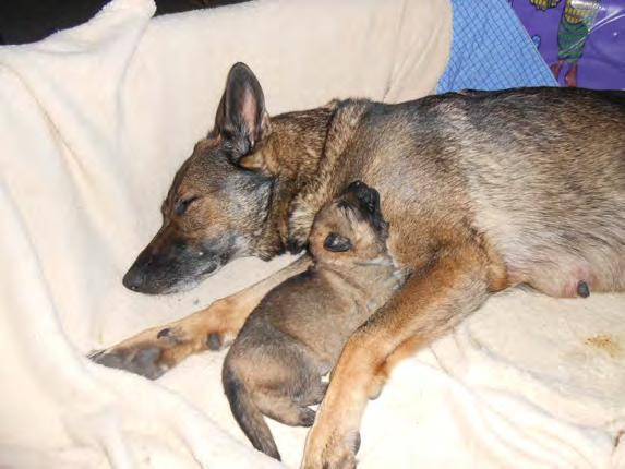 Born: 9/15/14 >> 1 male & 6 females >> Ready: Mid-November SUNSET VIEW S SHEPHERDS PROUDLY PRESENTS OUR AWESOME 2014 PUPPIES!