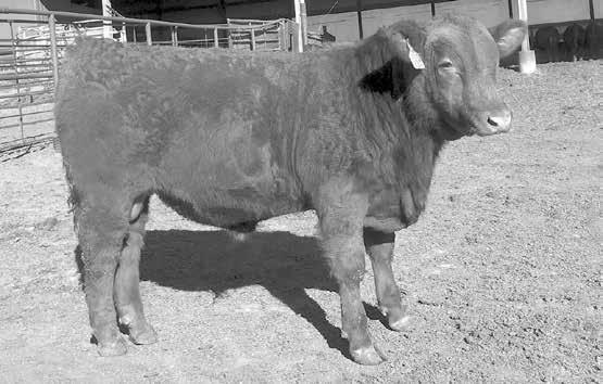 calf heifer R6Y