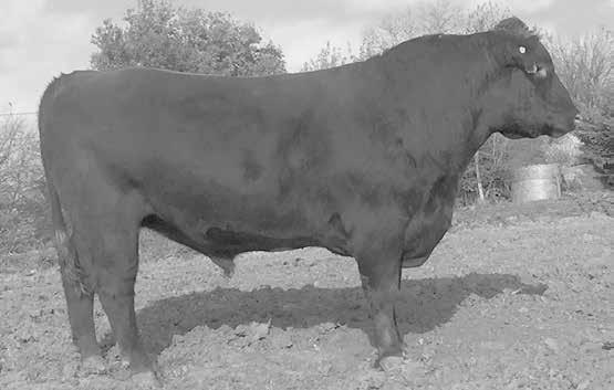 Stay and top 17% Marb Outcross heifer bull Fat BSF CLIFFTOP C186 J5 BD: 3/9/12 BW: 65 RAAA Reg.