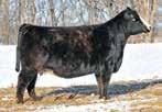 From a cow family that has produced state fair champions from multiple sires, and maternal brothers that have been winners in Louisville. Bred to TTriple Crown winning bull, Primary Candidate.