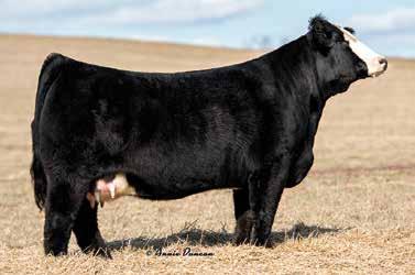Jazz is an outstanding young daughter of our bull Longs The Player, and to add icing on that cake she is out of our donor Haleys Cashmere, a direct daughter of the great Magnetic Lady that is by far
