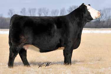Emberly comes to you from the no miss Mia cow that we have had so much success with. In 2017 alone, maternal sibs of Emberly sold for $18,000, $9,500, & $7,500.