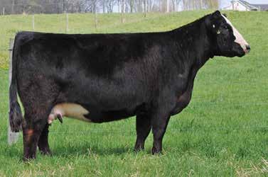 79 119 Selling 4 IVF heifer embryos 2 sired by Profit and 2 sired by W/C Relentless if work is performed by a certified embryologist.