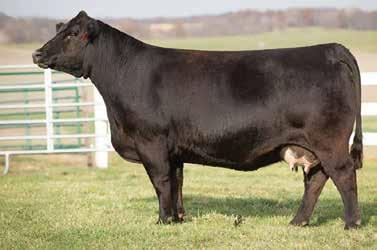 21A 21B Ryan Dianna A253 x RGRS SRG Two Step 20Z ET 2 sets of 3 Embryos Guaranteeing 1 Pregnancy WS A Step Up X27 RGRS SRG Two Step 20Z ET WLTR Lydia 39U ET SHS Navigator N2B HPRP Dianna T090 HG