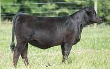 She is an outstanding female that carries plenty of middle and power while remaining sound footed. Mated with one of these popular Simmental bulls, that outcome looks to be bright.