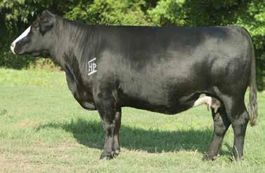 The first three calves out of One Eyed Jack sold for $55,000. A Fatt Butt daughter sold for $10,000 at the Denver sale. The list of progeny, champions and high sellers goes on and on.