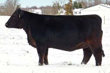 She is stylish, stout, big boned, and structurally correct and sound. 918D has fantastic hair as in the case of all Bandwagons offspring. This female will be competitive in the winter heifer class.