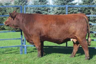 A bold leader from the embryo program and Lady 865U, our Frozen Gold donor and the dam of several recent winners and favorites up to $42500.
