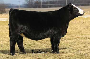 She s an elegant, eye appealing heifer with plenty of natural width and dimension. A calving ease heifer with above average API. She is ready for the show ring or your pasture. Check her out sale day.
