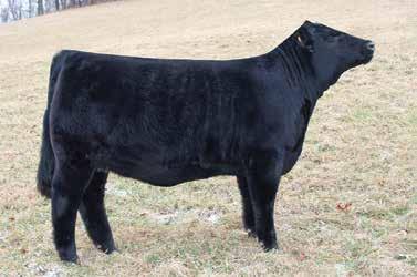 She is the complete package of power, performance and eye appeal. She s an easy fleshing heifer that will make an outstanding brood cow when its her time. Be sure to check her out on sale day.