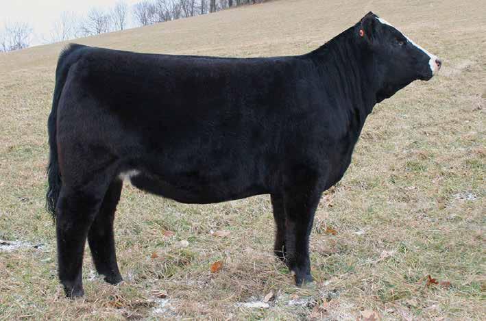 Brooklyn is a maternal sister to KLS Diamond W516 who we own with Jones Show Cattle. Diamond has produced many top selling champion Simmental females and bulls which have won at the national level.